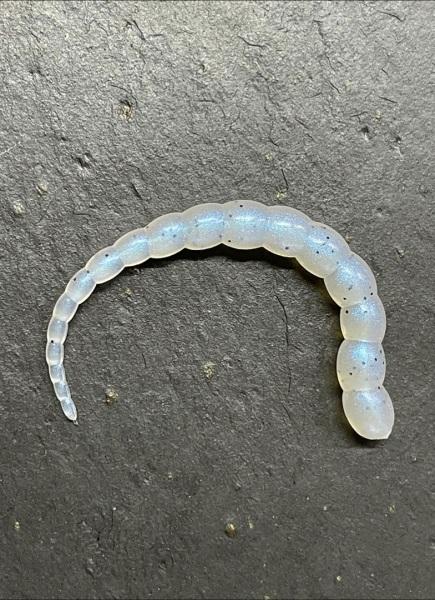 Cobra 7,5cm (Ghost ) Bubblegum