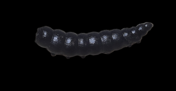 Rocky Trout Bait 42mm Bubblegum #14 Schwarz